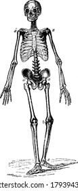 Skeleton of man with skull bone, limbs bones and central body bones , vintage line drawing or engraving illustration.