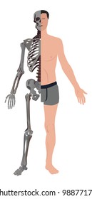 skeleton of the man - vector illustration