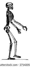Skeleton of man, vintage engraved illustration. Earth before man 1886.