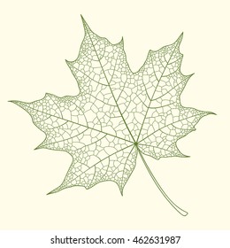 Skeleton maple leaf isolated. Vector illustration