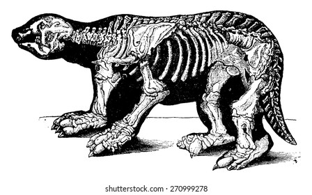 Skeleton of Megatherium, vintage engraved illustration. Natural History of Animals, 1880.
