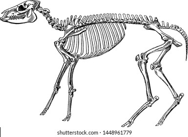 Skeleton of a mesohippus bairdi, vintage illustration.