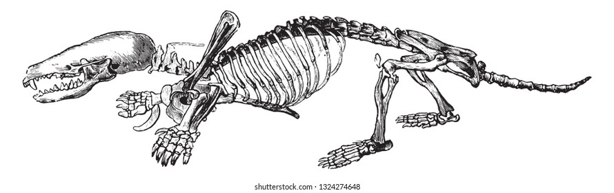 Skeleton of the mole, vintage engraved illustration. from Zoology Elements from Paul Gervais.
