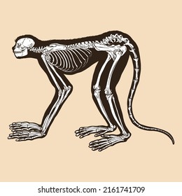 Skeleton monkey vector illustration animal