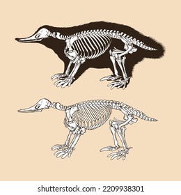 Skeleton monotremata vector illustration animal