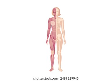 Skeleton with muscles, joints, cartilages and ligaments in the human body. Muscle fibers and connective tissue sheaths in the female silhouette. Musculoskeletal anatomy vector medical illustration