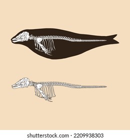 Skeleton narwhal female vector illustration animal