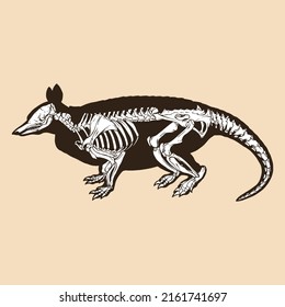 Skeleton Nine Banded Armadillo Vector Illustration Animal