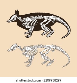 Skeleton Nine Banded Armadillo Vector Illustration Animal