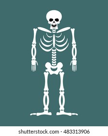Skeleton on white background. Skull and Bones. Dead isolated
