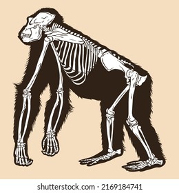 Skeleton orangutan vector illustration animal