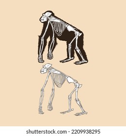 Skeleton orangutan vector illustration animal