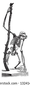 Skeleton of the Orangutang, vintage engraved illustration. From Deutch Vogel Teaching in Zoology.
