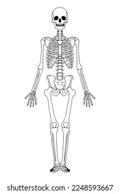 Skeleton outlined illustration. Isolated black human skeleton. Human bones anatomy.