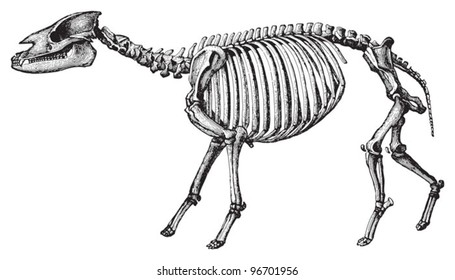 Skeleton Palaeotherium magnum (Tertiary period) / Vintage illustration from Meyers Konversations-Lexikon 1897