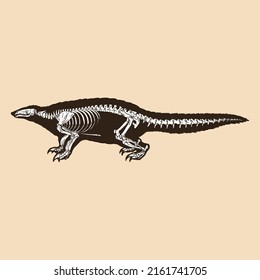 Skeleton pangolin vector illustration animal