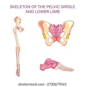 Esqueleto de la cintura pélvica y la anatomía de la extremidad inferior con la ilustración médica de los huesos del pie del peroné de la tibia del fémur de la pelvis