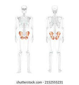 Skeleton Pelvis hip bone Human front back view with partly transparent bones position. Set of 3D realistic flat natural color concept Vector illustration of anatomy isolated on white background