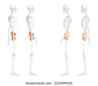 Skeleton Pelvis Hip Bone Human Side Lateral View With Partly Transparent Bones Position. Set Of 3D Realistic Flat Natural Color Concept Vector Illustration Of Anatomy Isolated On White Background