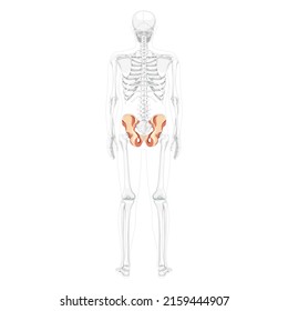 Skeleton Pelvis hip bone Human back Posterior dorsal view with partly transparent bones position. Realistic flat natural color concept Vector illustration of anatomy isolated on white background