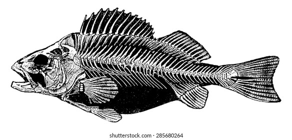 Skeleton Perch, vintage engraved illustration. Natural History of Animals, 1880.
