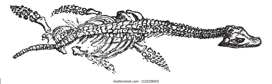 Skeleton of the Plesiosaurus with large head, Lyme Regis lias, vintage engraved illustration. From Natural Creation and Living Beings.
