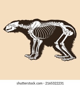 Skeleton polar bear vector illustration animal