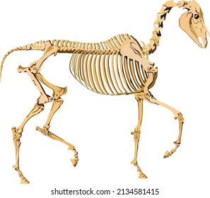 Skeleton of a prancing horse. Vector illustration