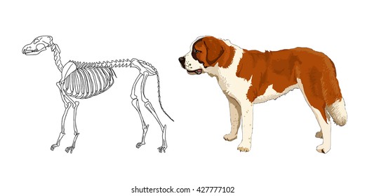 The skeleton of predatory mammal. St. Bernard. The breed of large dog. The anatomical features. Vector.