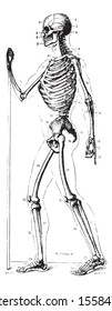 Skeleton, profile, vintage engraved illustration. Usual Medicine Dictionary by Dr Labarthe - 1885.