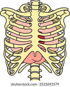 The skeleton protects the internal organs