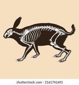 Skeleton rabbit vector illustration animal