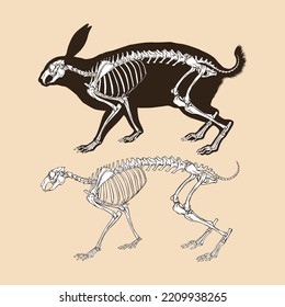 Skeleton rabbit vector illustration animal