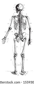 Skeleton, rear view, vintage engraved illustration. Usual Medicine Dictionary by Dr Labarthe - 1885.