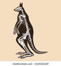 Skeleton red kangaroo vector illustration animal