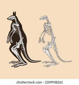 Skeleton red kangaroo vector illustration animal