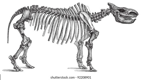 Skeleton Rhinoceros tichorhinus / vintage illustration from Meyers Konversations-Lexikon 1897