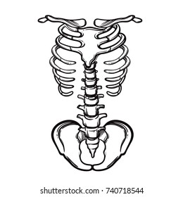 Skeleton Ribs Vintage Vector Illustration Stock Vector (royalty Free 