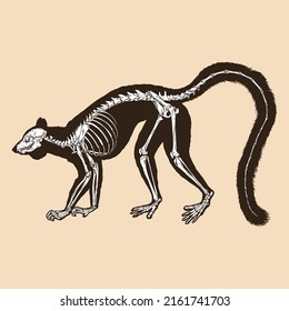 Skeleton ring tailed lemur vector illustration animal