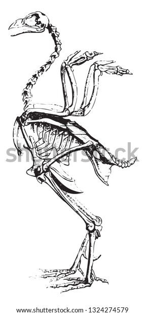 Skeleton of the Rooster,\
vintage engraved illustration. from Zoology Elements from Paul\
Gervais.\
