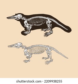 Schnabeltier-Vektorgrafik von Skeletts