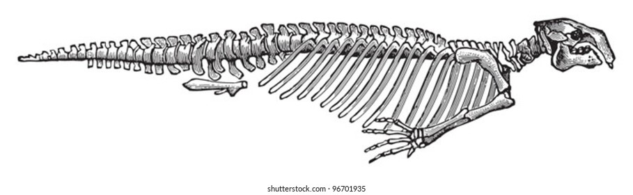 Skeleton sea cow - Halitherium Schinzi (Tertiary period) / Vintage illustration from Meyers Konversations-Lexikon 1897