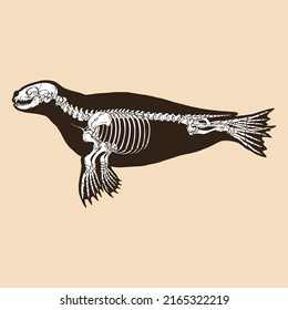 Skeleton seal vector illustration animal