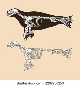 Skeleton seal vector illustration animal