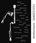 A skeleton is shown with a list of bones underneath it. The bones are labeled with their names, such as "skull," "spine," "rib," and "pelvis." Concept of anatomy