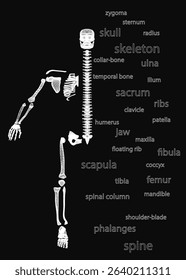 A skeleton is shown with a list of bones underneath it. The bones are labeled with their names, such as "skull," "spine," "rib," and "pelvis." Concept of anatomy