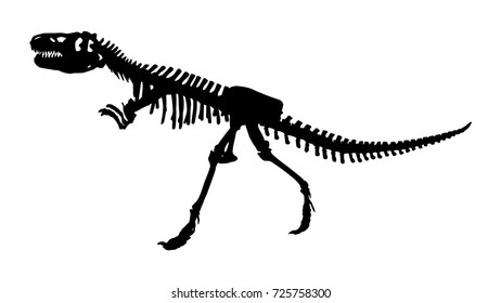Skeleton of Siamotyrannus isanensis ( Family of Tyrannosauridae ) on isolated background . Vector . Flat design .