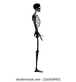 Skeleton silhouette Human body hands, legs, chests, heads, vertebra, pelvis, Thighs side lateral view flat black color concept Vector illustration of anatomy isolated on white background