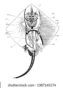 Skeleton of skate, vintage line drawing or engraving illustration.