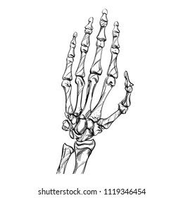 Skeleton is a sketch. Bones hand drawing style.